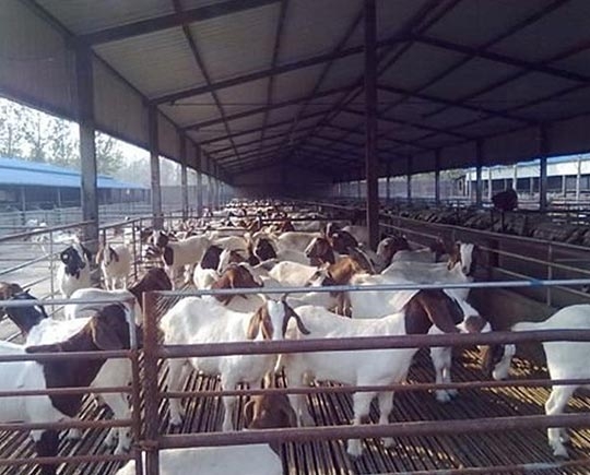 Steel sheep farm