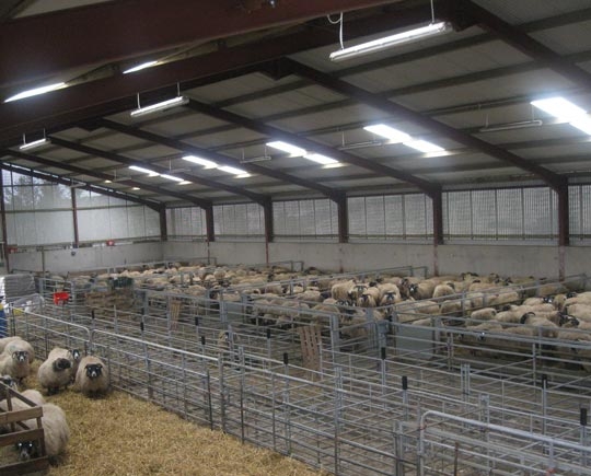 Prefabricated steel sheep farm